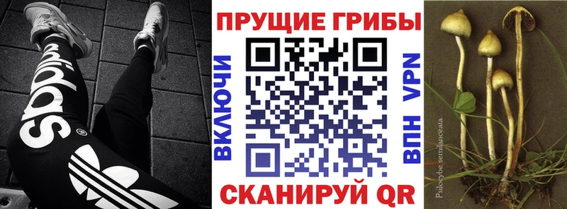 где продают наркотики  Новоульяновск  Галлюциногенные грибы Psilocybe 